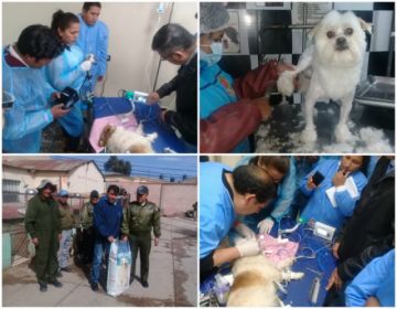 Los veterinarios celebran su día