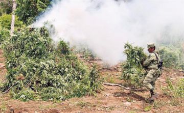 Los narcos producen cada vez más droga