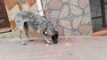 Era alimentado en la calle Bolívar a mediodía.
