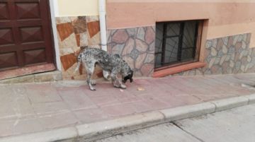 Era alimentado en la calle Bolívar a mediodía.