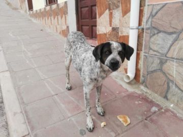 "Rodrigo" fue encontrado comiendo pan a mediodía en la calle Bolívar.