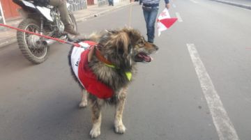 El perro está en la marcha.