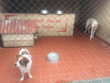 Los animalitos esperan a una familia.