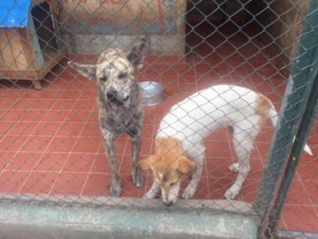 Los animalitos esperan a una familia.