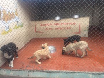 Los animalitos esperan a una familia.