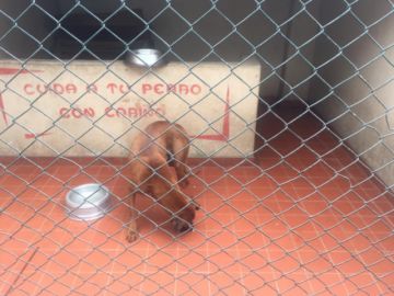 Los animalitos esperan a una familia.