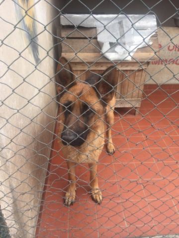 Los animalitos esperan a una familia.