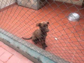 Los animalitos esperan a una familia.