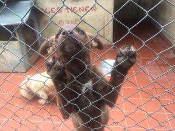 Los animalitos esperan a una familia.