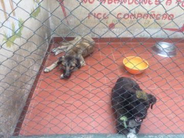 Los animalitos esperan a una familia.
