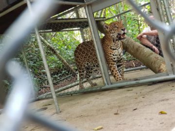 Ya se encuentra en el refugio de vida silvestre 