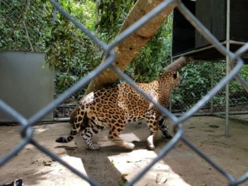 Ya se encuentra en el refugio de vida silvestre 
