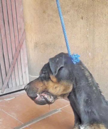 Así quedó el animal: colgando de una puerta.