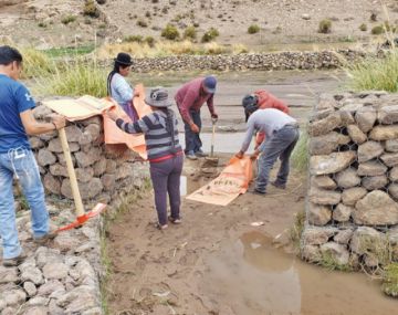 Los comunarios refuerzan los defensivos para evitar más deterioro de sus cultivos.