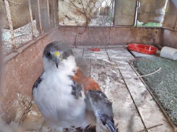 El águila estuvo dos semanas en el complejo recreativo Los Pinos.