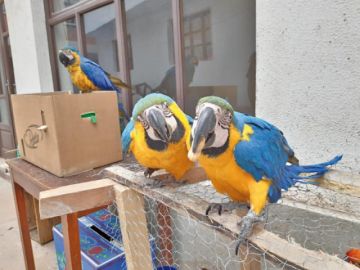 Tres de las cuatro parabas azules. Dos fueron rescatadas de vendedores.