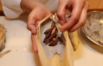 Tamales con insectos son una sensación en México