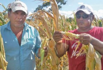 La sequía afecta a 130 hectáreas de sembradíos en Pailón