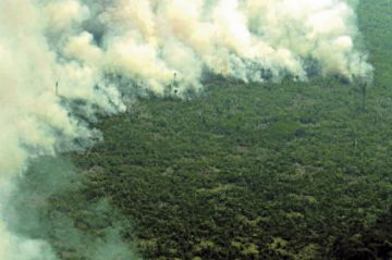 Crece la deforestación en la Amazonía