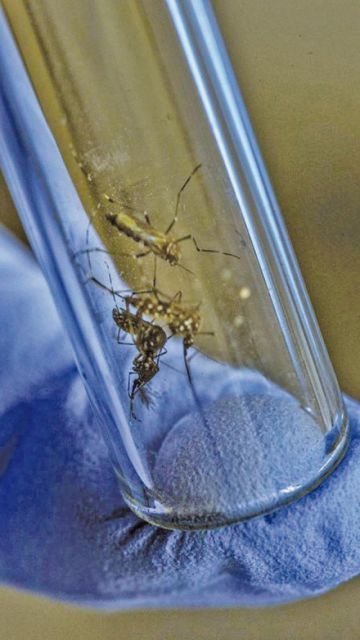 Confirman seis casos de dengue en Potosí