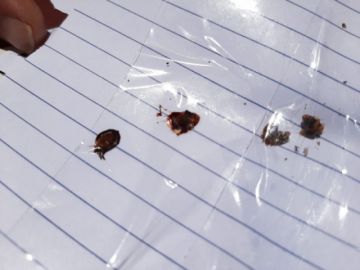 inspeccionaron las condiciones en el centro.