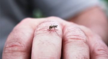 El mosquito transmisor no habita en el Departamento de Potosí.