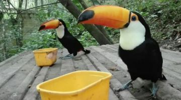 Tucanes en la hora de la comida en La Senda Verde.