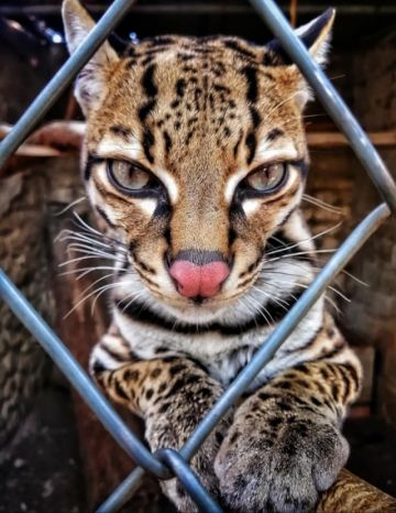 En el Parque Agroflori, ubicado en Quillacollo, existen felinos que te necesitan.