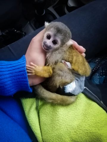 Los animalitos del Parque Agroflori también necesitan ayuda.