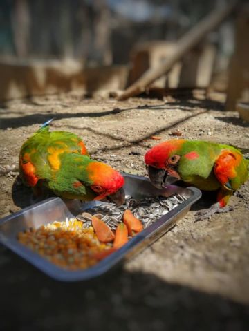 Las aves del Parque Agroflori necesitan provisiones, alimentos y suministros veterinarios.