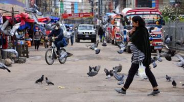 Palomas buscan comida en el mercado.