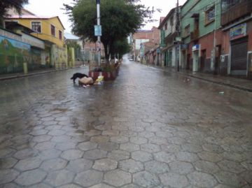 Perros de todos los colores y tamaños se adueñan de las calles.