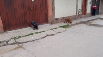 Perros de todos los colores y tamaños se adueñan de las calles.