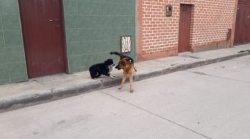 Perros de todos los colores y tamaños se adueñan de las calles.