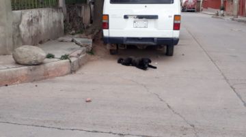 Perros de todos los colores y tamaños se adueñan de las calles.