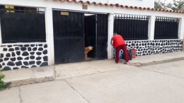 Perros de todos los colores y tamaños se adueñan de las calles.