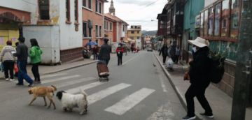 Perros de todos los colores y tamaños se adueñan de las calles.