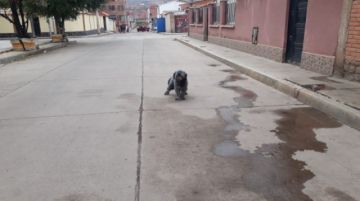 Perros de todos los colores y tamaños se adueñan de las calles.