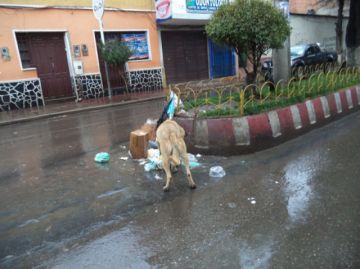 Perros de todos los colores y tamaños se adueñan de las calles.