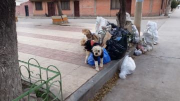 La ciudad de los perros