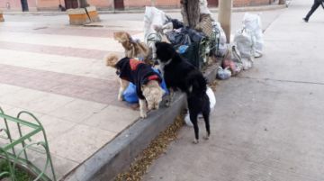 Perros de todos los colores y tamaños se adueñan de las calles.