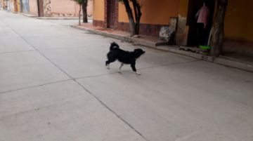 Perros de todos los colores y tamaños se adueñan de las calles.