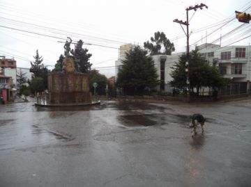 Perros de todos los colores y tamaños se adueñan de las calles.