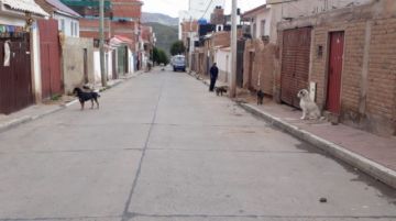 Perros de todos los colores y tamaños se adueñan de las calles.