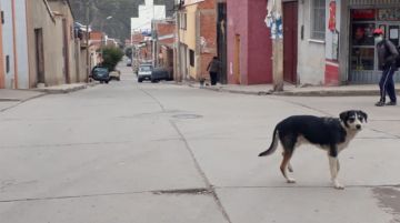 Perros de todos los colores y tamaños se adueñan de las calles.
