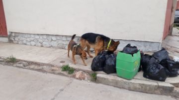 Perros de todos los colores y tamaños se adueñan de las calles.