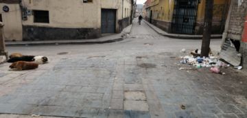 Perros de todos los colores y tamaños se adueñan de las calles.