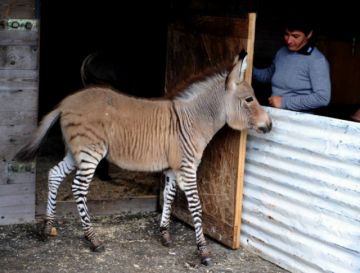 Nace en Kenia una cría híbrido de cebra y burro