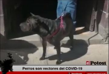 Los perros son vectores del COVID-19