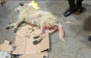 El perrito fue auxiliado por el veterinario y el Gacip.